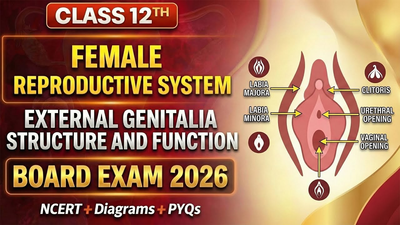 External Genitalia Explained | Female Reproductive System | Class 12