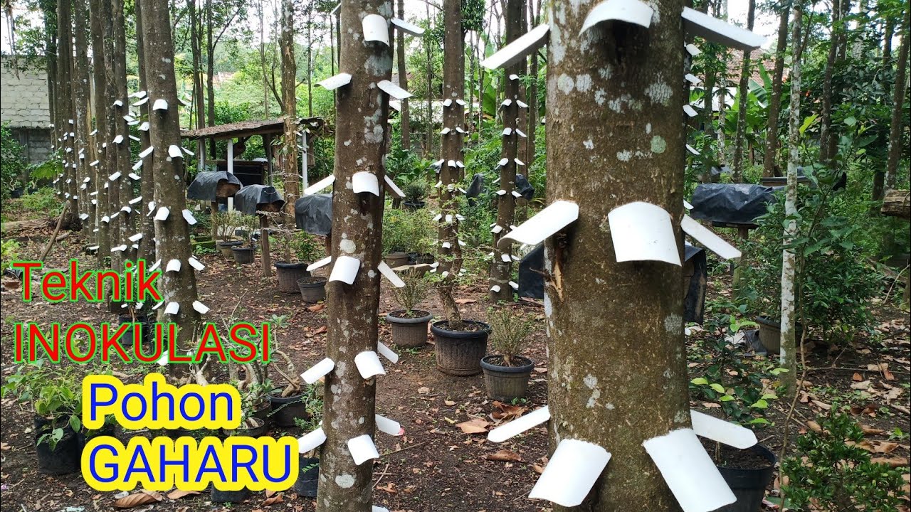 Teknik INOKULASI POHON GAHARU Terbaru