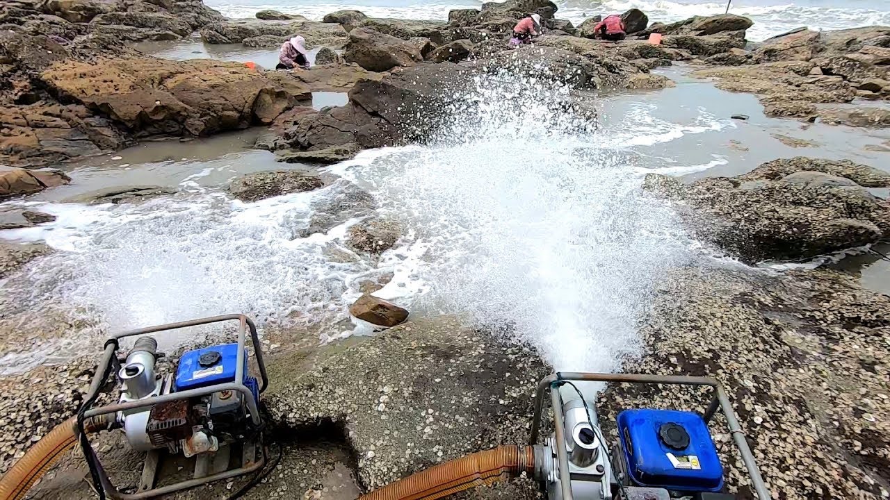 超大水坑的海货成群，还有400一斤的大货，赶海的姐姐们羡慕不已