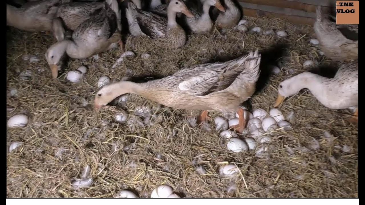 One morning on the duck farm for eggs