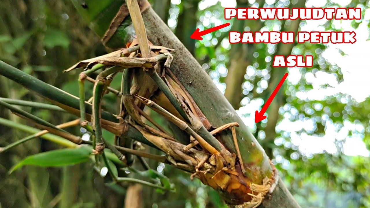 WALAU HUJAN KITA MENEMUKAN BAMBU UNIK YANG LANGKA SANGAT LUAR BIASA
