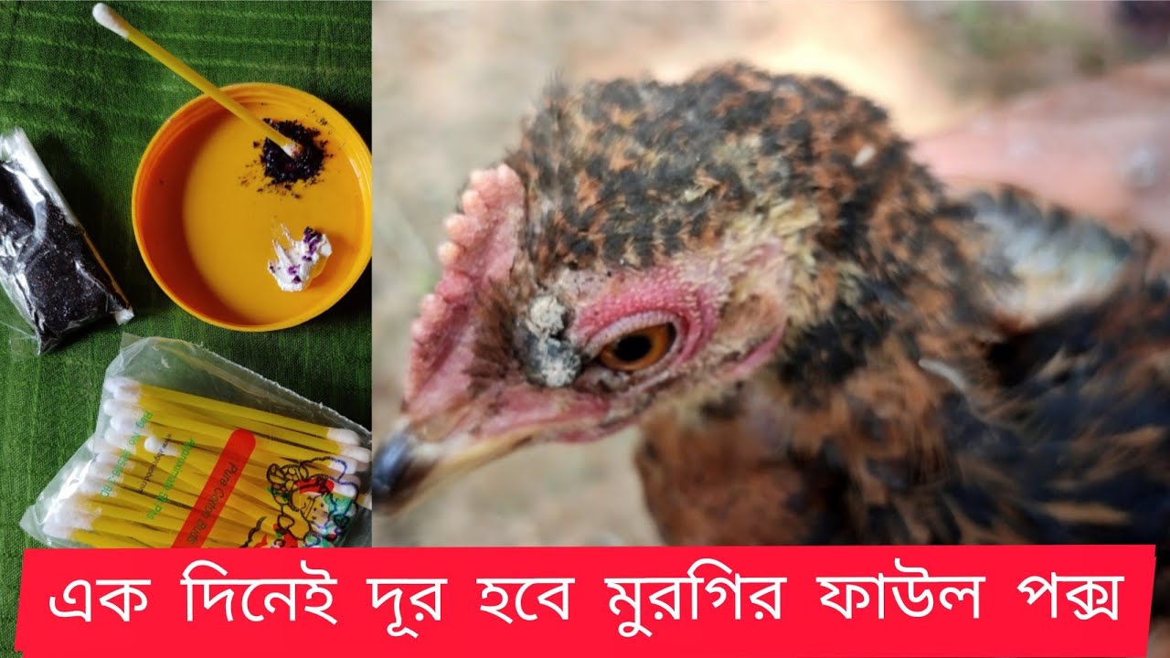 মুরগির বসন্ত /ফাউল পক্স এর চিকিৎসা //Treatment of chicken pox fowl pox