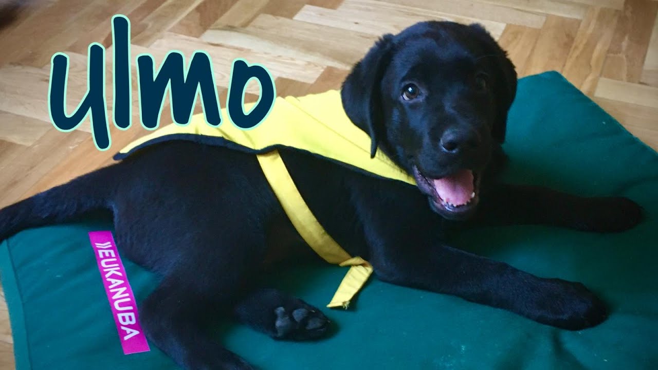 Ulmo - nuestro Futuro Perro Guía ONCE