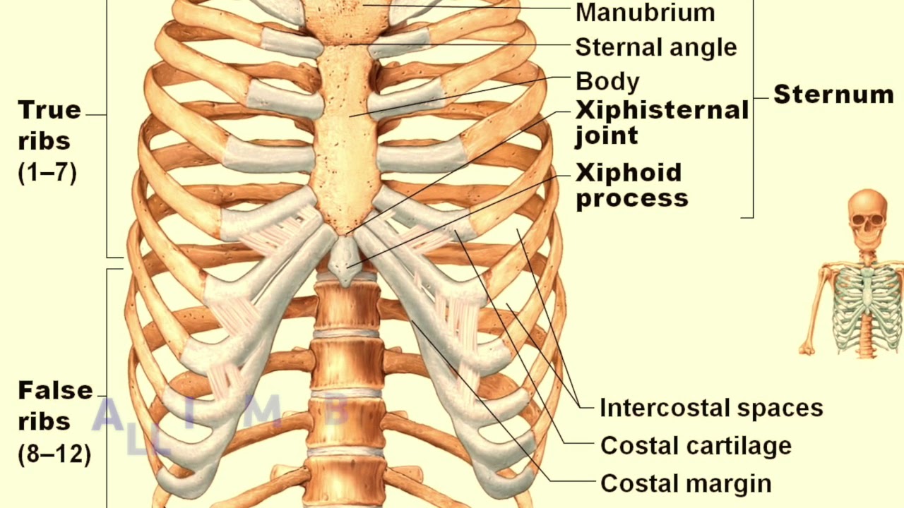 Anatomy Bone Song// Justin Timberlake