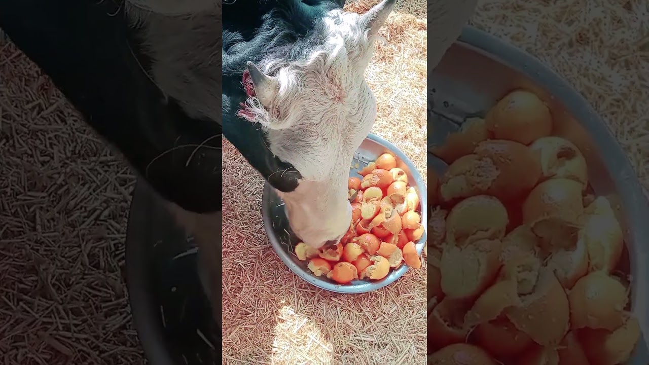 Paregnet Cow | Ghabhan Gaye | 