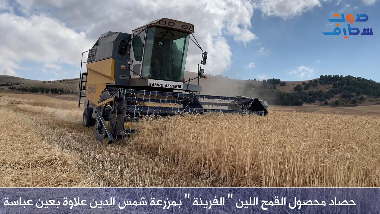 حصاد محصول القمح اللين 