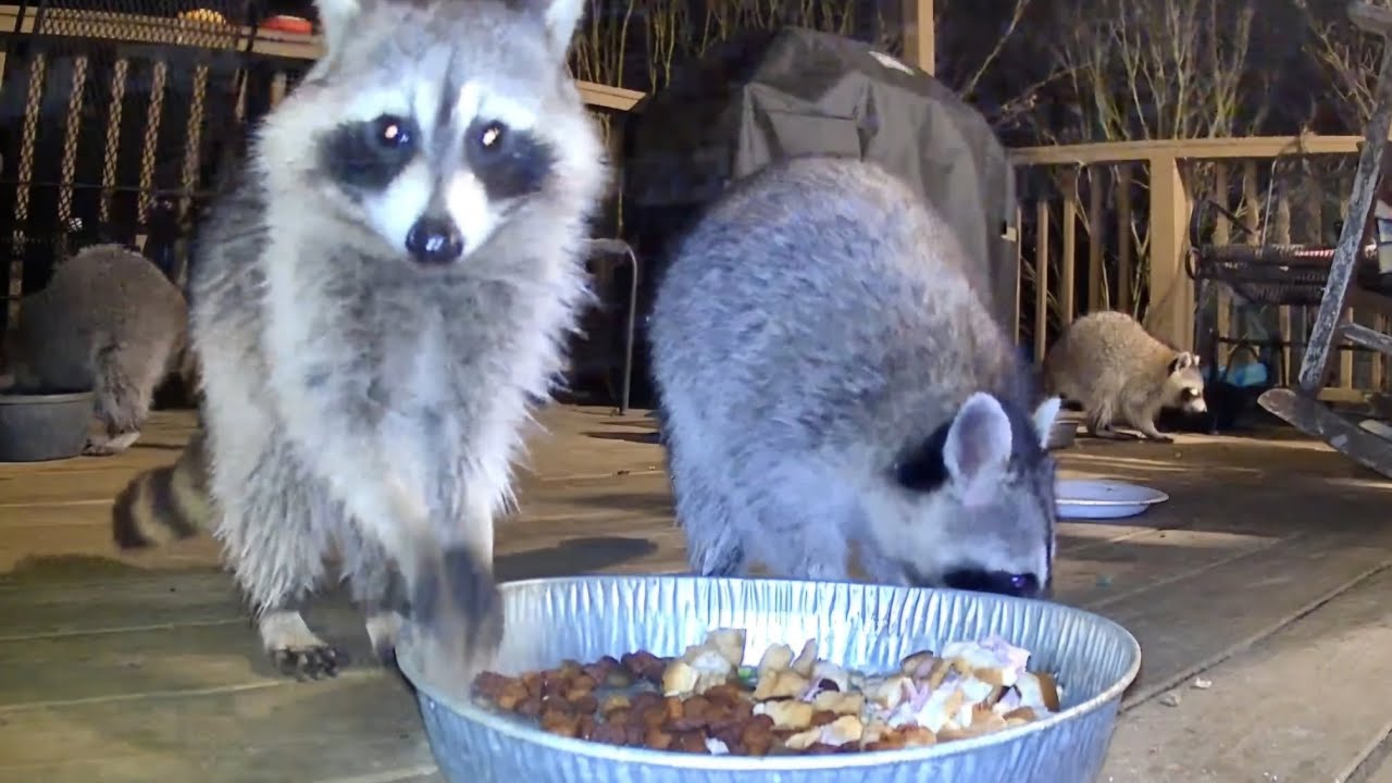 Deck full of critters Raccoons opossums cats 🦝🐱🦥@@crittertime308 #raccoon #wildlife #opossum #fyp