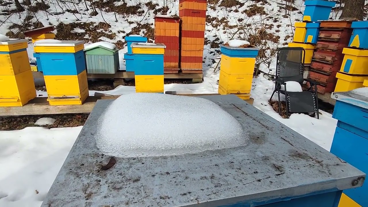 Mrozy do –25°C już za nami… Co z pszczołami? Zimowy przegląd uli 🐝