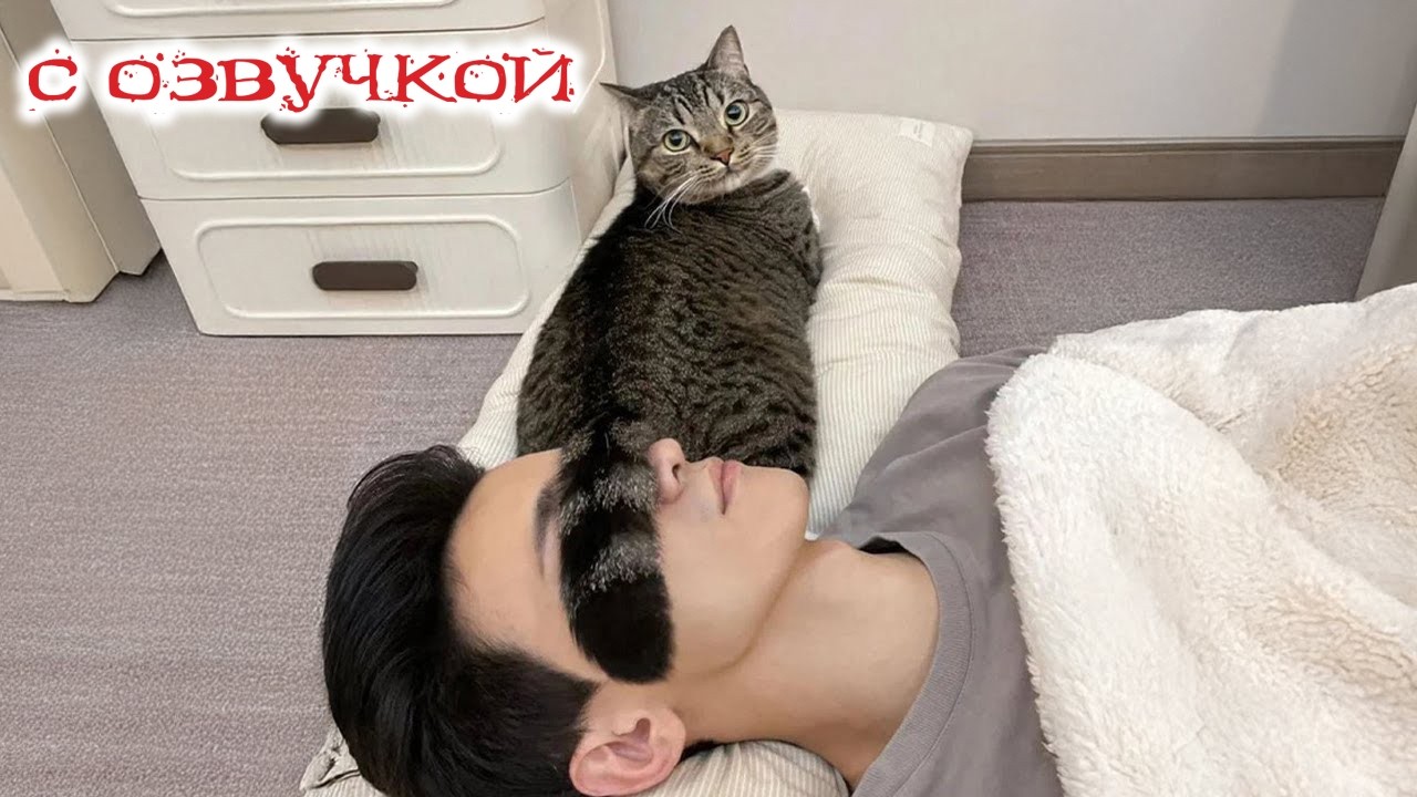 ПРИКОЛЫ С КОТАМИ! С озвучкой - СМЕШНЫЕ КОТЫ м СОБАКИ! Самые смешные животные В МИРЕ!!!