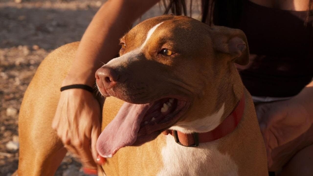 🐾 Animalades | Dos realitats diferents | EPISODI COMPLET