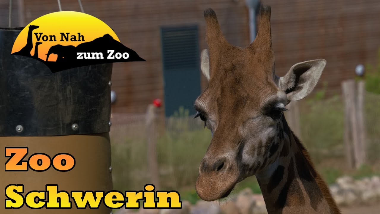 Zoo Schwerin - Hier spielt Schwerin erste Liga - Von Nah zum Zoo 4k