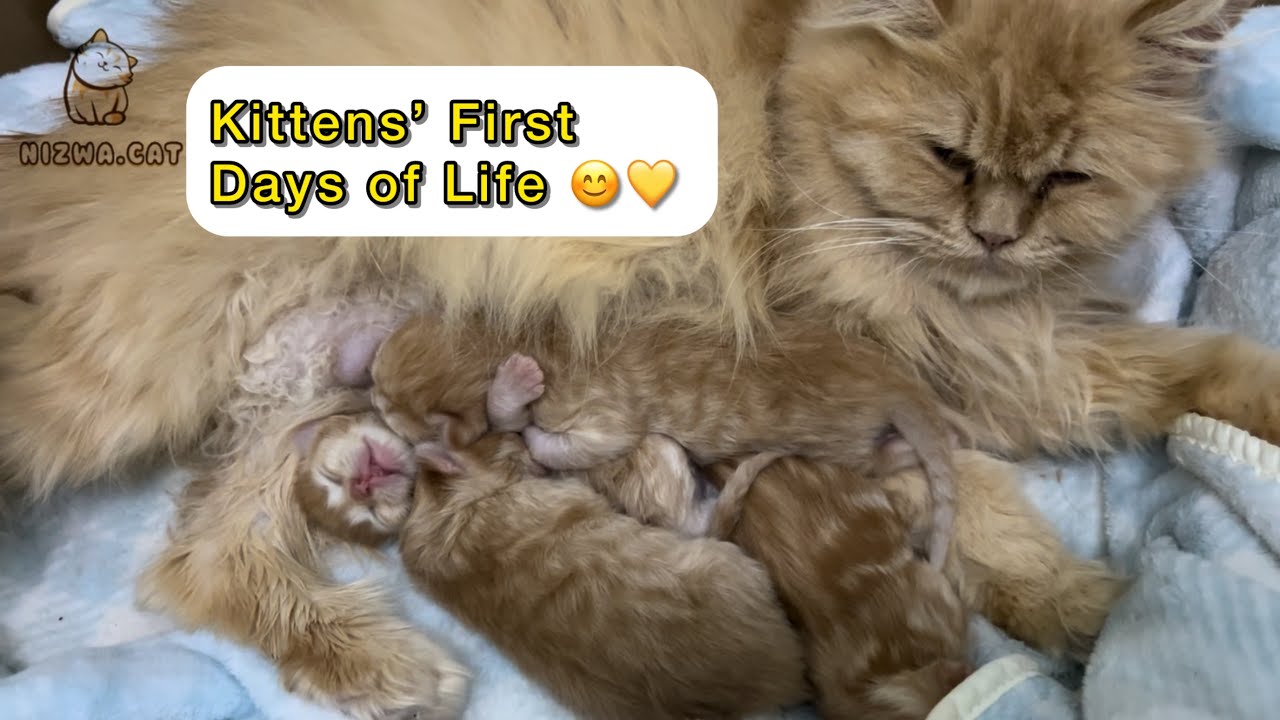 Kitten first days 🥰 | Kittens Feeding Time – The Sweetest Moment of the Day 🍼💛 | orang cat