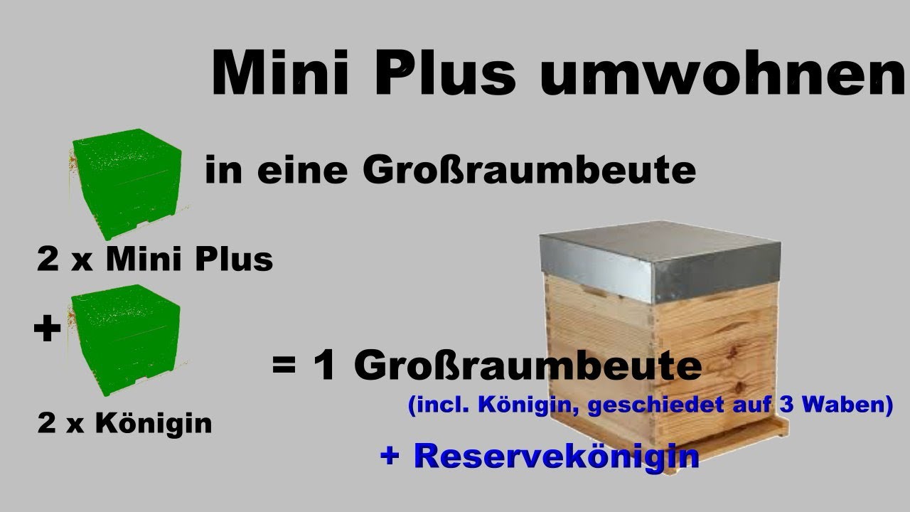 Bienen umwohnen aus der Mini Plus Beute in die Gro&szlig;raumbeute