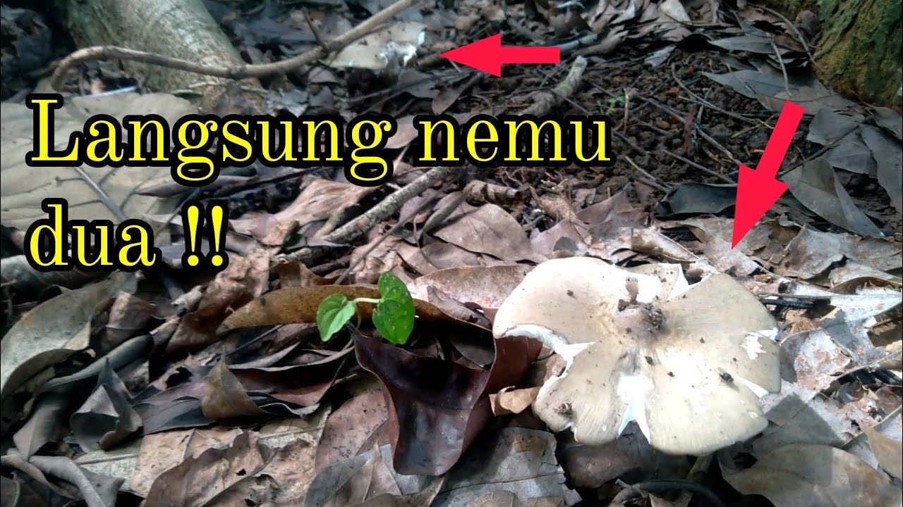 Berburu jamur | masuk ke kebun langsung nemu dua 😁 @erekmancing 
