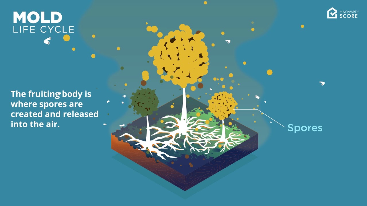Mold Life Cycle