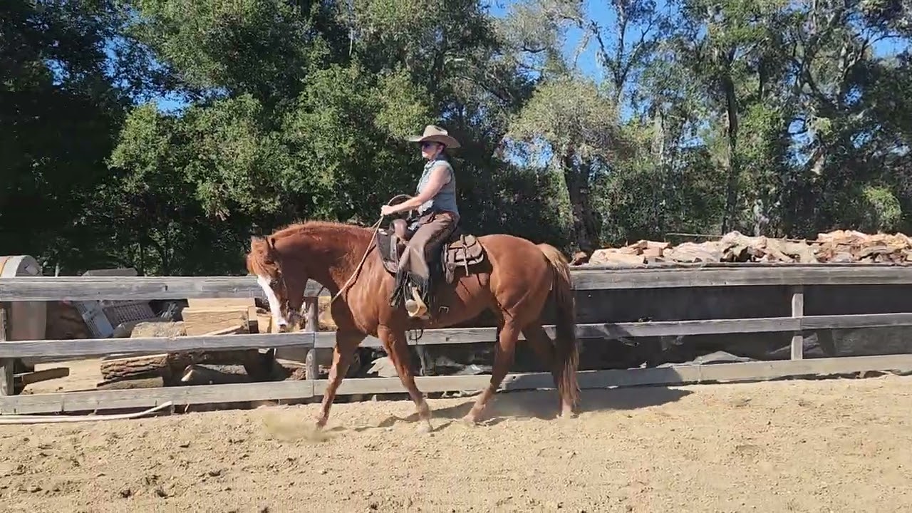 Andrea Somogyi and Dun It with an Obsession open ranch riding Feb/March 26 trinity trail competition