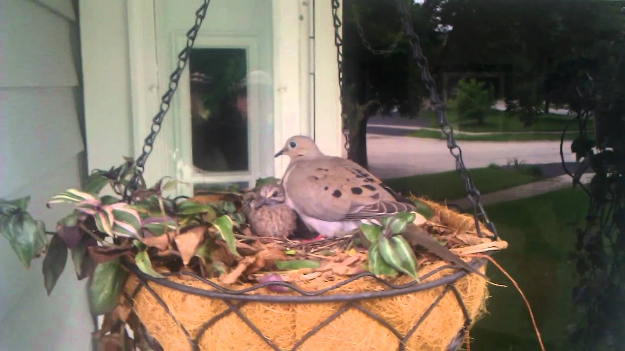 Baby Dove's being protected by Mama Dove