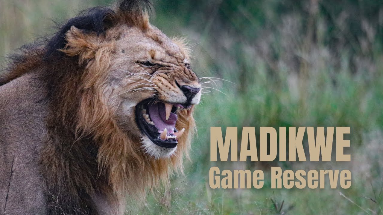 Madikwe Game Reserve | Part 3 | Lion Politics and Elephant Antics | 2021 South African Safari