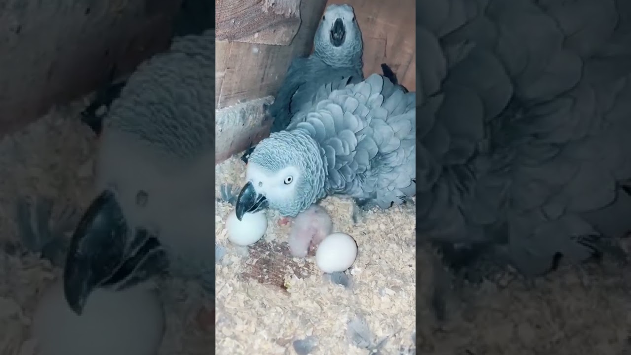 Gray Parrot Eggs and Chicks in Box