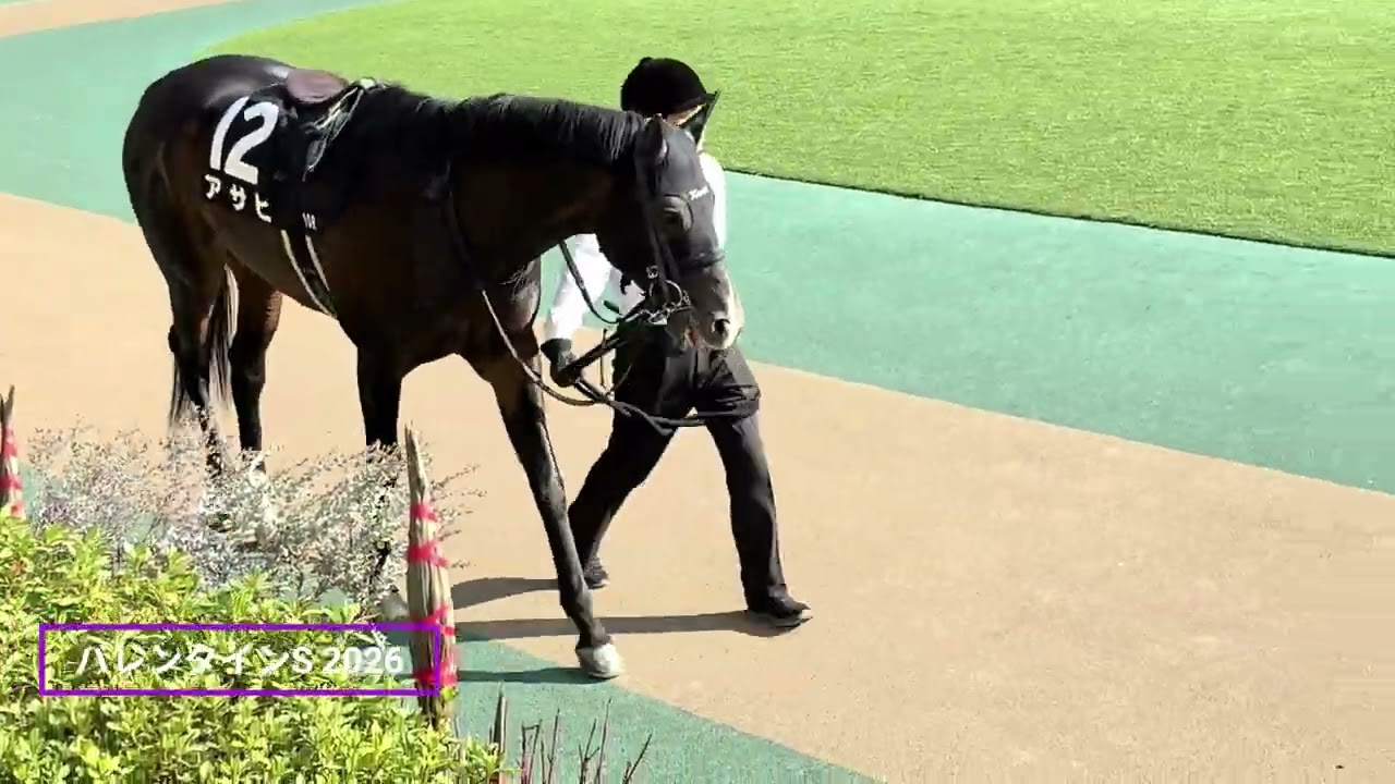 2026年 バレンタインステークス | アサヒ | パドック 現地映像 | 東京競馬場