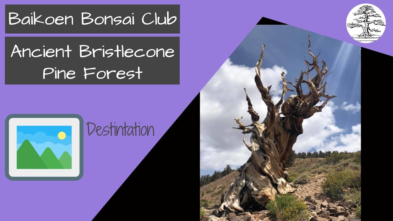 Ancient Bristlecone Pine Forest - Baikoen Bonsai Club Safer at Home Bonsai Series