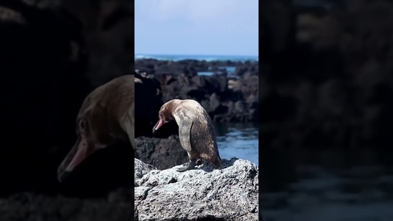 Volunteer & Discover the Galapagos! 🐢🌊 #goeco #gal&aacute;pagos #volunteerabroad