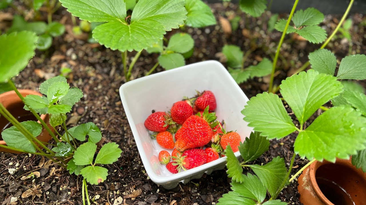 Strawberry Harvest | Dollar Tree Buzzy Grow Kit