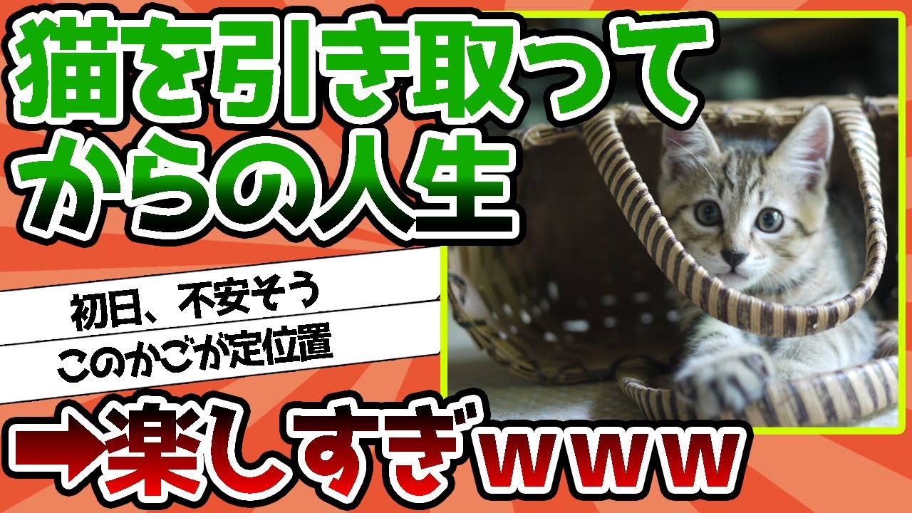 【2ch動物スレ】猫を引き取ってから人生楽しすぎｗｗｗ