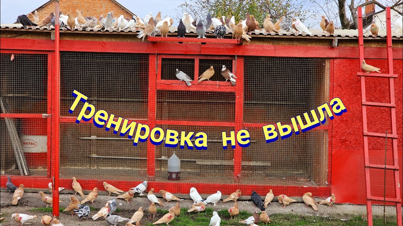 Тренировка голубей не получилась
