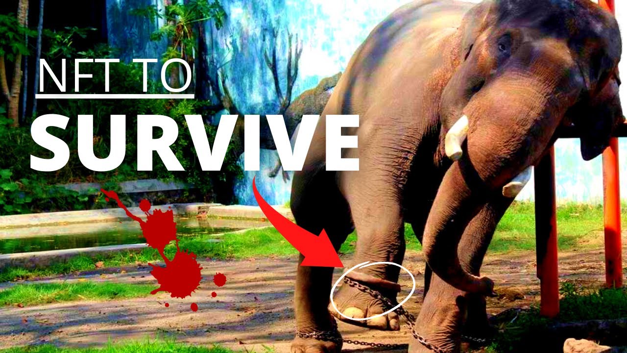 How Digital Art & NFTs Can Save Elephants | NFT Tourism Interview With Unchained Elephants