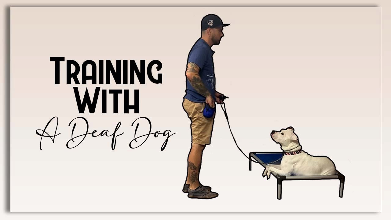 Training with a Deaf Dog