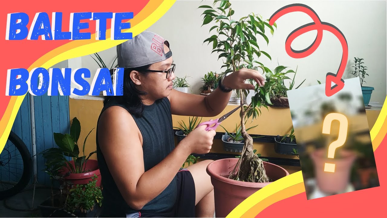 Puno ng Balete naman ang ating gawing bonsai | Bonsai for begginers | Bonsai journey