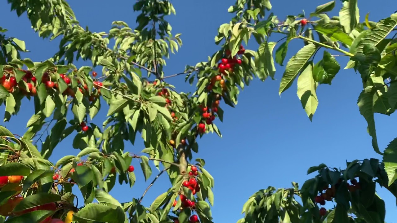 Growing Rainier cherries