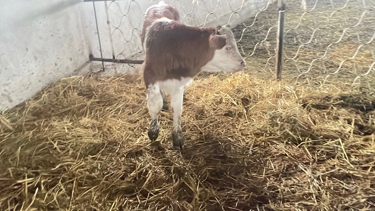 08.03.2026🤝ФЕРМАДАН  🐄ОНА БОЛА. 🐄БУГОЗ СИГРЛАР  СОТИЛАДИ💣💣💣 