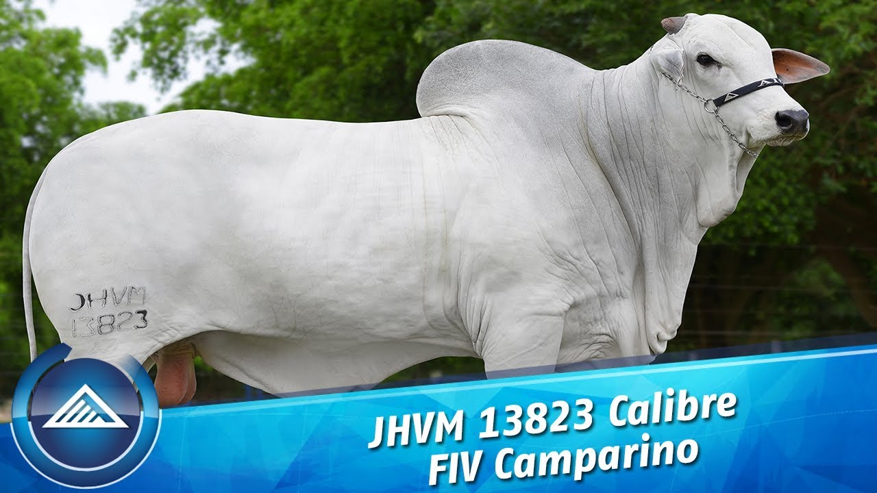 JHVM 13823 Calibre FIV Camparino