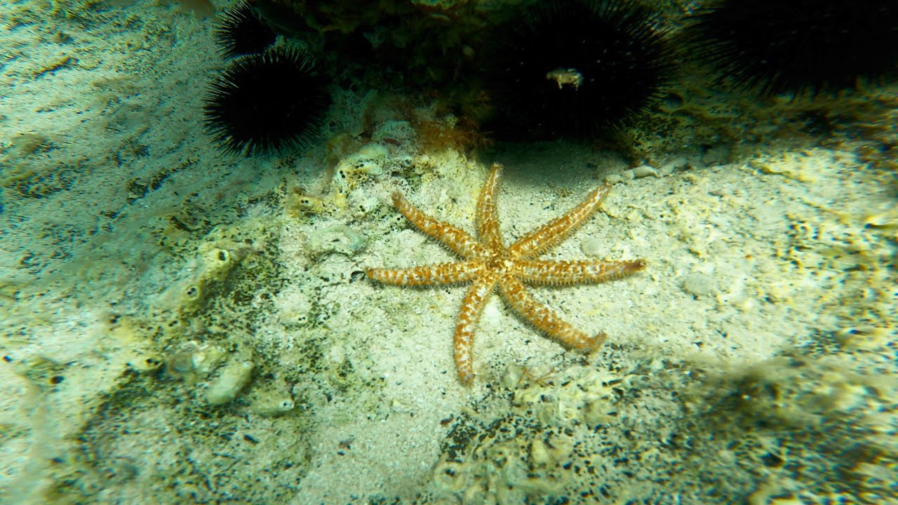 Priscapac Beach | Snorkeling on Korcula Island in Croatia