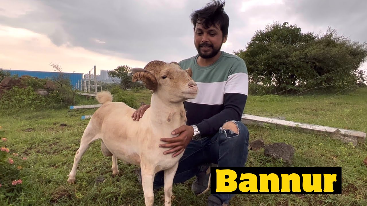 Bannur Sheep at US Exotic Goats & Al Muqaddas Goat Farm Pune