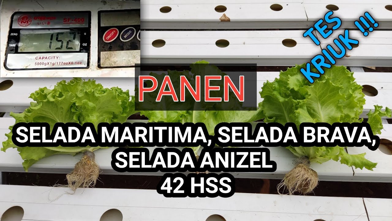 PANEN Selada Maritima, Selada Brava, Selada Anizel 42 HSS || TES KRIIUUKKK !!!