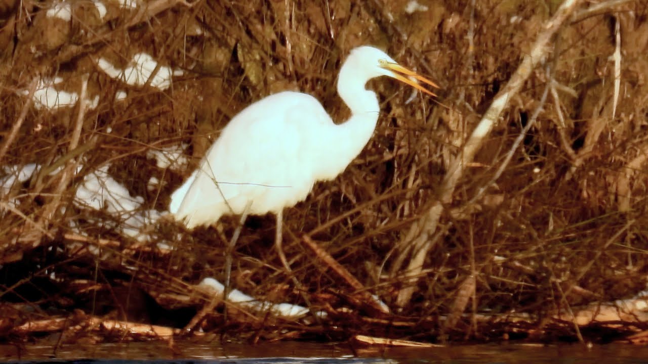 Volavka bílá, Great egret, Silberreiher, Grote zilverreiger, Grande Aigrette, Garceta grande,