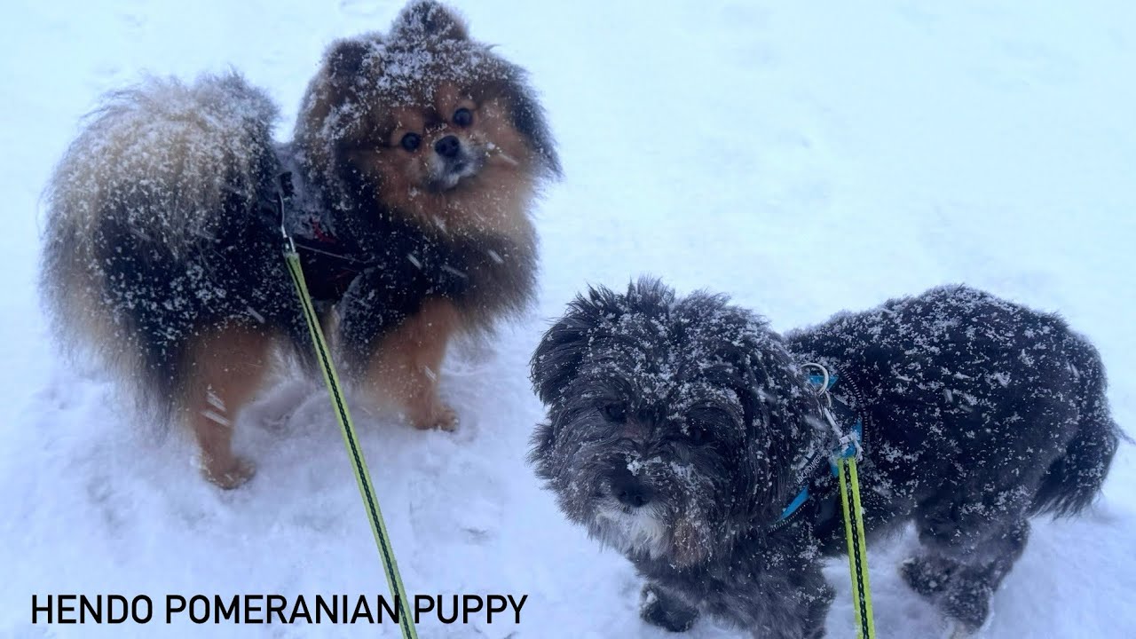 Funny dogs clips vs snow @Hendopomeranianpuppy 