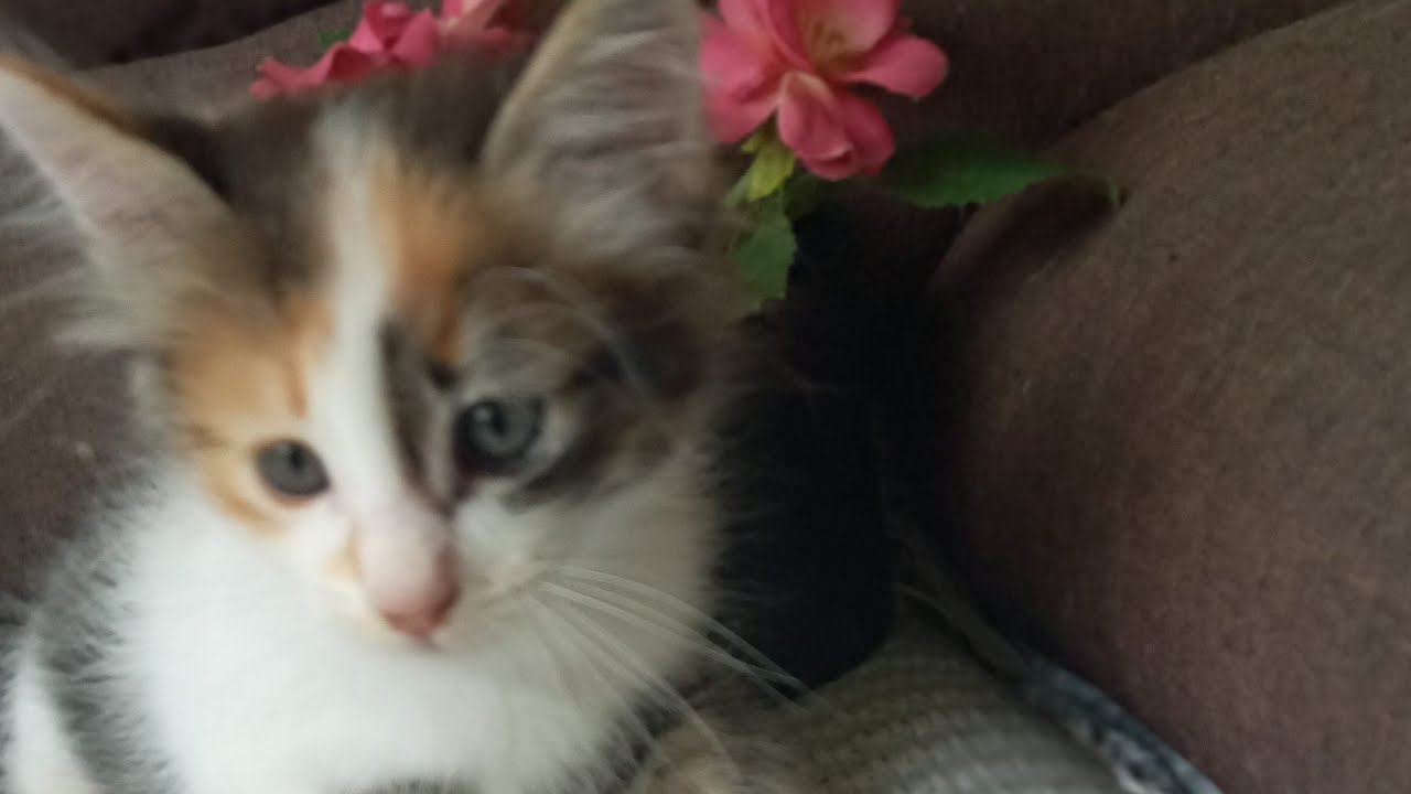 Cats & kittens are 830 & 739 & 665 & 582 & 481 & 464 & 416 & 340 & 225 & 187 & 87 & 247 &181 &79&45d