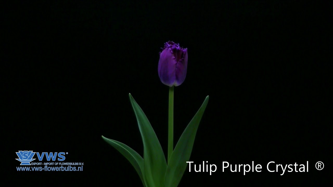 Tulip Purple Crystal ®