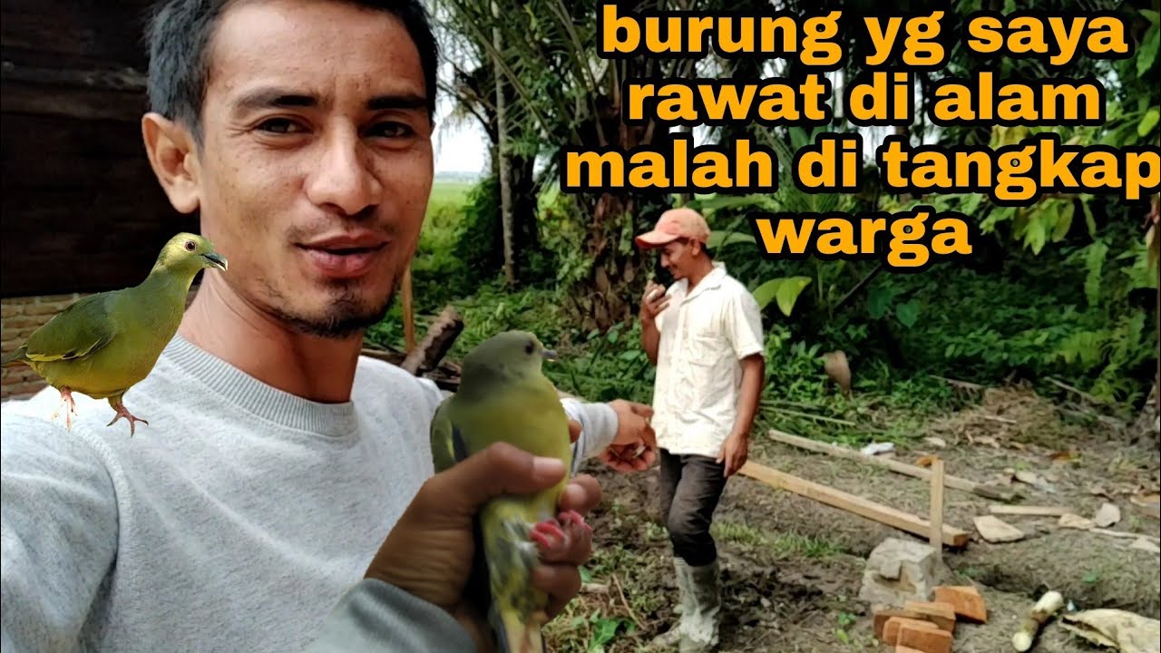 KETIKA BURUNG SAYA DI TANGKAP WARGA_INI YG TERJADI