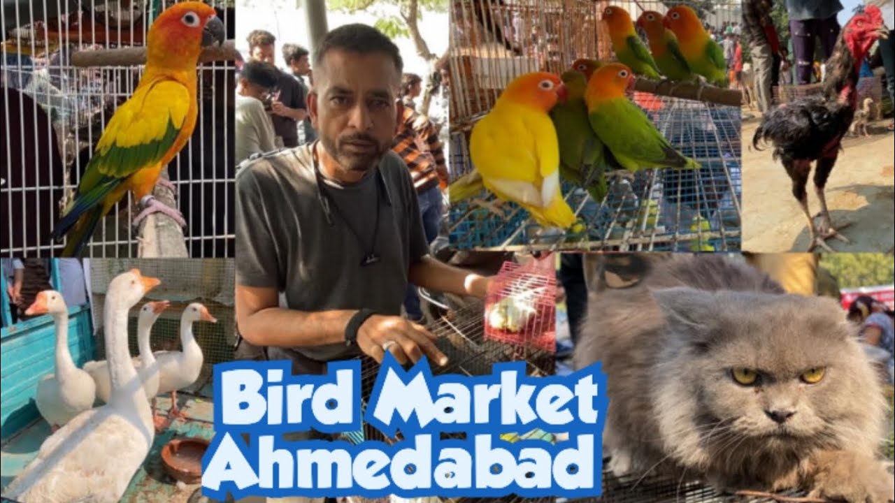 Birds market Ahmedabad # pet market # Sunday birds market Ahmedabad # Ravivari bazaar Ahmedabad