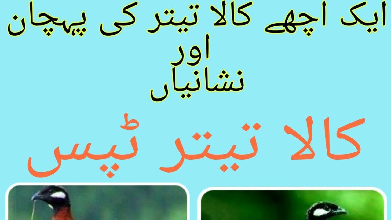 Achy Kala TEETAR ki pehchan karna | ایک اچھے کالا تیتر کی پہچان اور نشانیاں