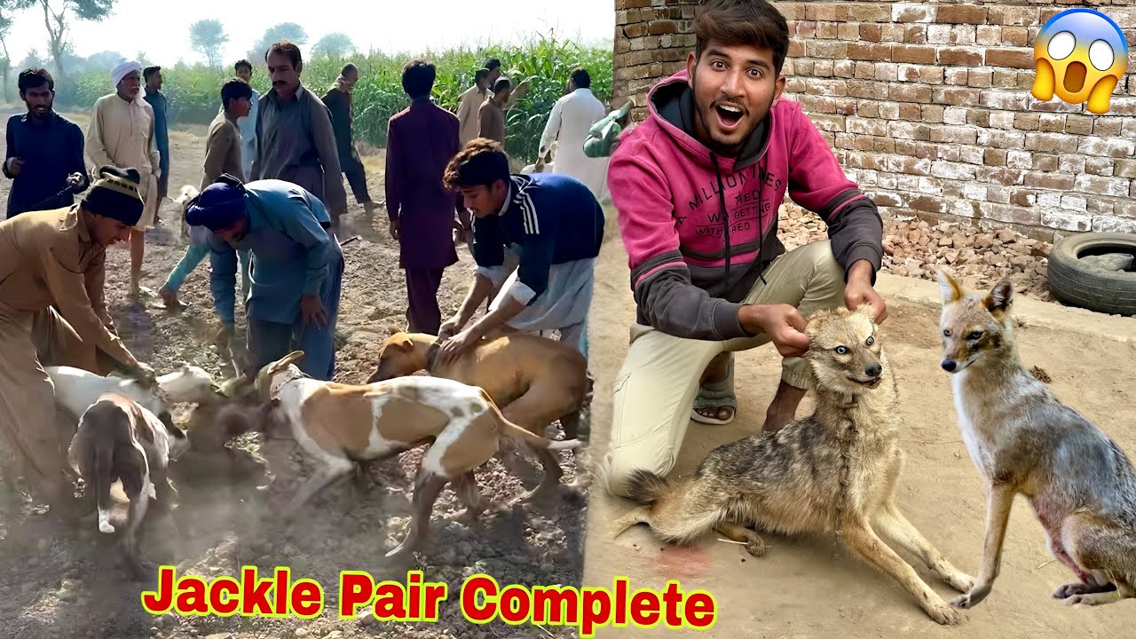 1 or Jackle Paker Kr Pair Complete Kr Liya