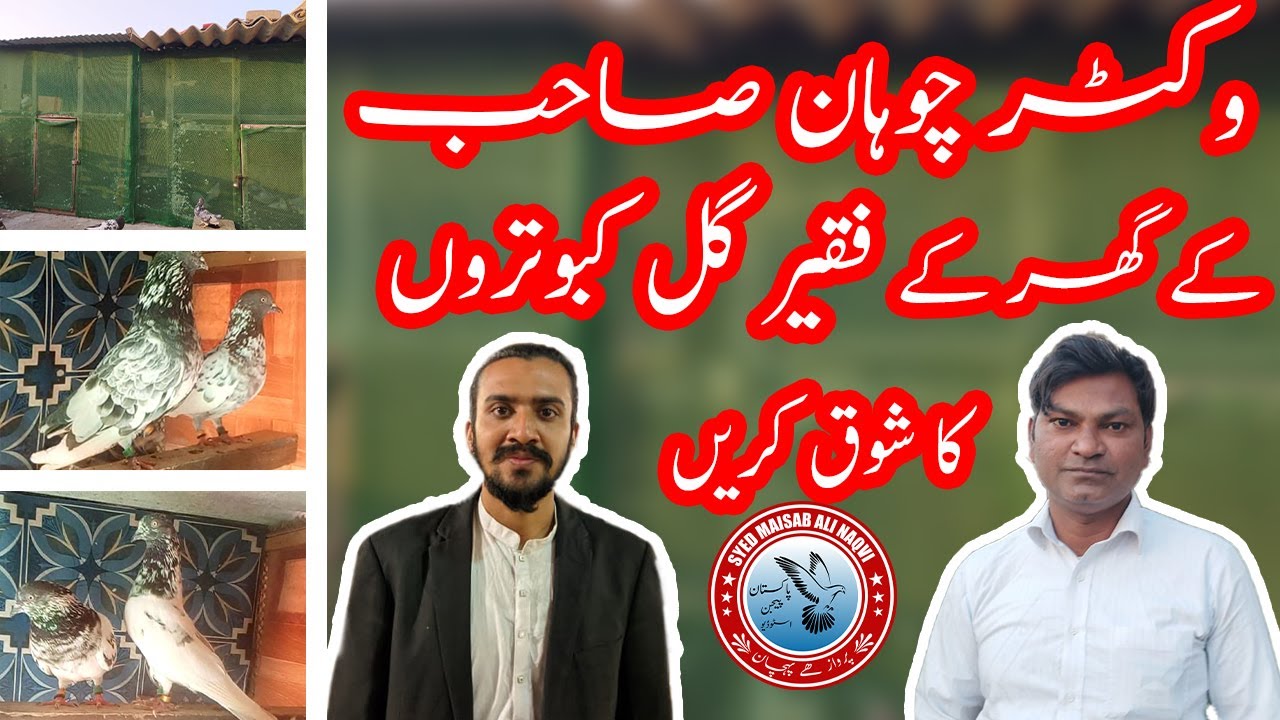 Victor Chouhan Sahab Kay Ghar Say Original Faqeer Gull Kabootaro Ka Shoq || Pure Mama Baloch  Waly