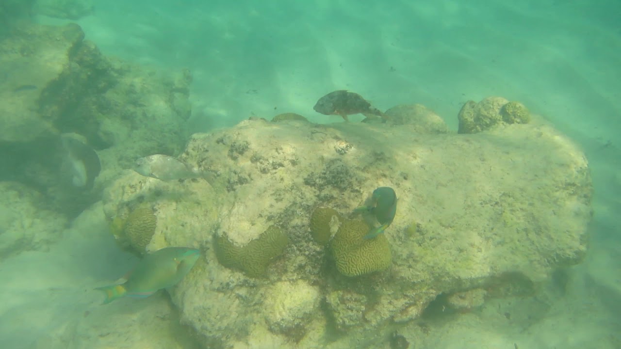 Snorkeling At Church Bay, Bermuda
