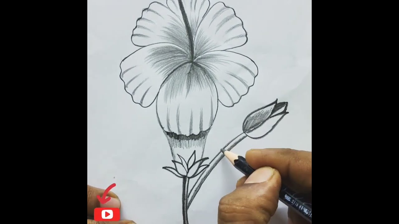 flowersdrawing esaydrawing howtodraw hibiscusus juba জবাফুল 
