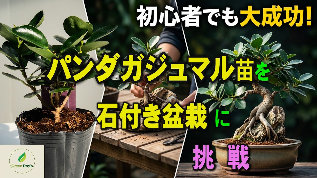 パンダガジュマル苗を盆栽に。初心者でも成功する計画とは【Green Day’s】